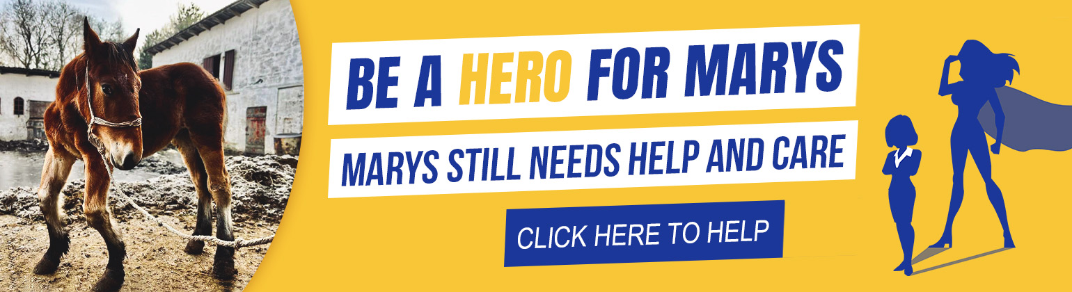 Baner 2_1540x420.jpg